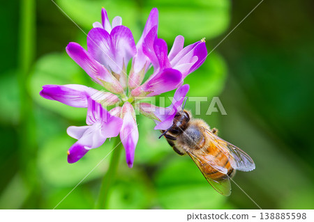 歐洲蜜蜂正在蓮花上吸取花蜜。 138885598