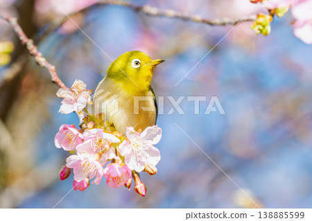 Kawazu cherry tree and mezzo Kawazu cherry tree and mezzo 138885599