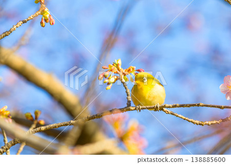 Kawazu cherry tree and mezzo Kawazu cherry tree and mezzo 138885600
