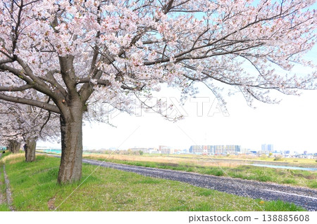 Cherry blossoms at Kita Ryokuchi Park in Inagi City Cherry blossoms at Kita Ryokuchi Park in Inagi City 138885608