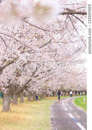 Cherry blossoms at Kita Ryokuchi Park in Inagi City Cherry blossoms at Kita Ryokuchi Park in Inagi City 138885609