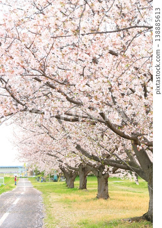 Cherry blossoms at Kita Ryokuchi Park in Inagi City Cherry blossoms at Kita Ryokuchi Park in Inagi City 138885613