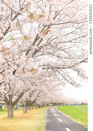 Cherry blossoms at Kita Ryokuchi Park in Inagi City Cherry blossoms at Kita Ryokuchi Park in Inagi City 138885622