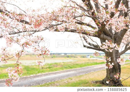 Cherry blossoms at Kita Ryokuchi Park in Inagi City Cherry blossoms at Kita Ryokuchi Park in Inagi City 138885625