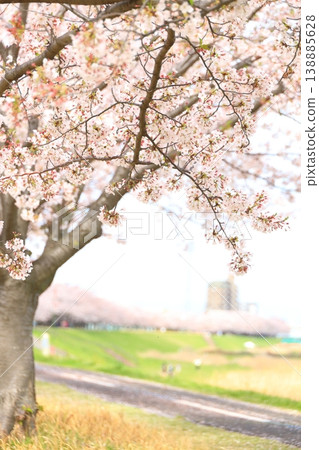 稻城市北綠地公園的櫻花 138885628