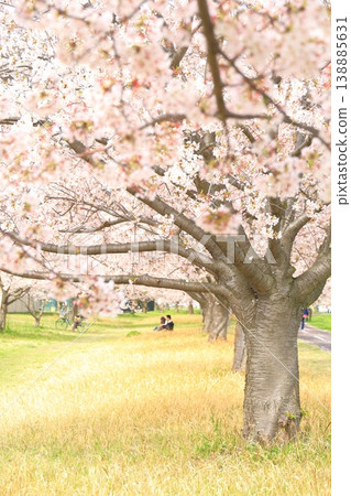 稻城市北綠地公園的櫻花 138885631