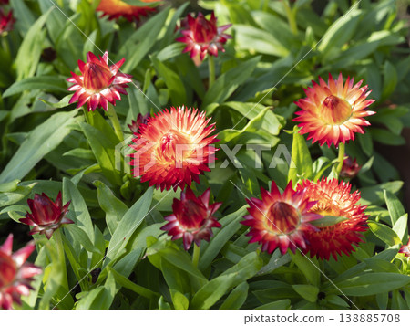 Vibrant helichrysum blooming in the flowerbed Vibrant helichrysum blooming in the flowerbed 138885708