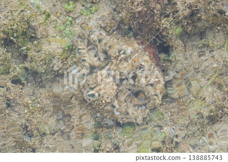 Okinawa Prefecture, Iriomote Island, Giant Clam 138885743