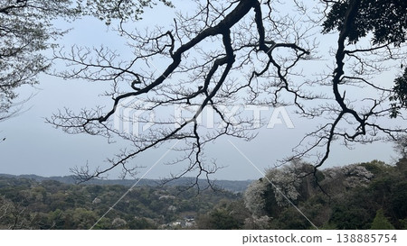鎌倉的春季山景，春霧繚繞，櫻花盛開。 138885754