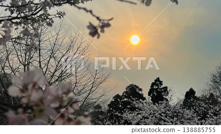 黃昏時分的櫻花樹，夕陽西下，櫻花盛開，春日傍晚，山間櫻花盛開，夜色迷人。 138885755