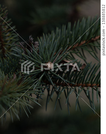 Close-up view of green pine needles and small cone on branch Close-up view of green pine needles and small cone on branch 138885812