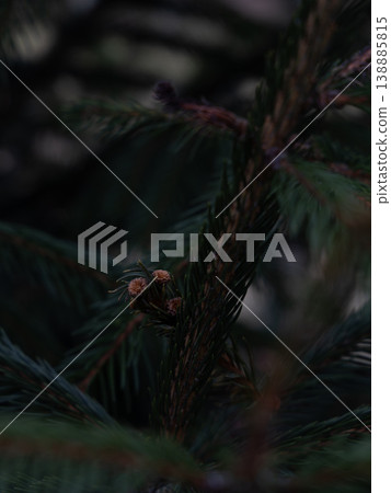 Close-up of pine tree branches and cones during evening hours 138885815