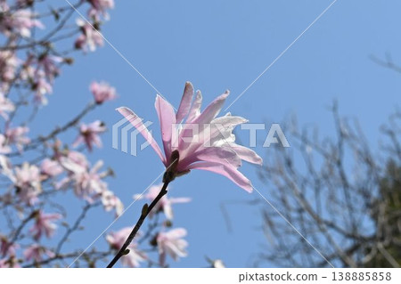 星花玉蘭(Magnolia stellata)花朵美麗,花瓣呈淡粉紅色,波浪狀,在愛知縣、岐阜縣和三重縣的部分地區都能找到。 星花玉蘭(Magnolia stellata)花朵美麗,花瓣呈淡粉紅色,波浪狀,在愛知縣、岐阜縣和三重縣的部分地區都能找到。 138885858