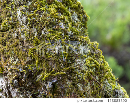 A large blue damselfly perches on a moss-covered tree trunk. A large blue damselfly perches on a moss-covered tree trunk. 138885890