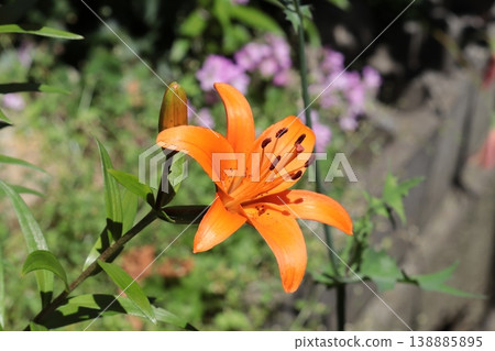A blurred shot of vibrant trumpet lilies in the garden of a fishing port. A blurred shot of vibrant trumpet lilies in the garden of a fishing port. 138885895