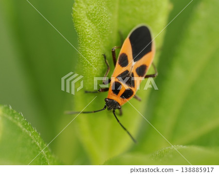 The small cross-shaped stink bug has a beautiful orange color. 138885917