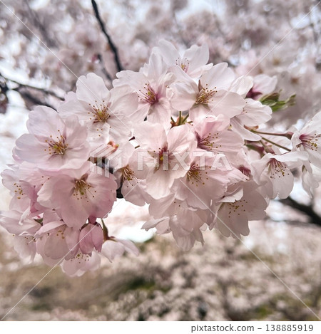 A beautiful spring day with Somei Yoshino cherry blossoms in full bloom, the pale pink blossoms of Somei Yoshino, a close-up of Somei Yoshino in full bloom. 138885919