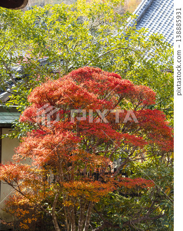 奈良縣宇多市室龍寺的秋葉 138885931
