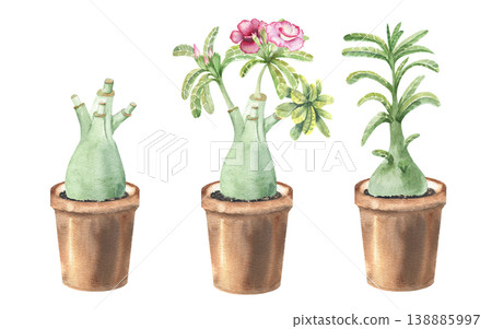 Watercolor illustration of several flowers of adenium obesum (desert roses) in pots. Cuttings on the trunk of the plant. Thick trunk, double pink flowers on a white background Watercolor illustration of several flowers of adenium obesum (desert roses) in pots. Cuttings on the trunk of the plant. Thick trunk, double pink flowers on a white background 138885997