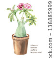 Watercolor illustration of a rose of the desert (adenium obesum), in a pot on a white background. Grafts on the trunk of the plant. Thick trunk, pink double flowers 138885999