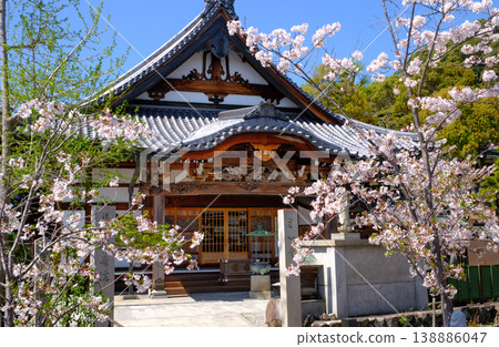 神戶須摩寺,櫻花正值盛開。 神戶須摩寺,櫻花正值盛開。 138886047