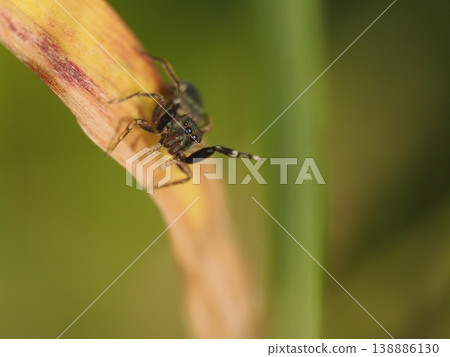 A blue jumping spider on a brown leaf A blue jumping spider on a brown leaf 138886130