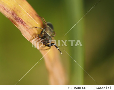 A blue jumping spider on a brown leaf A blue jumping spider on a brown leaf 138886131