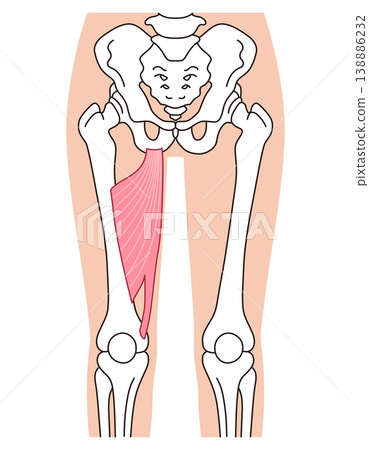 Adductor magnus muscle; adductor muscles; thigh muscles 138886232