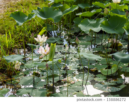 A scene of a pond with lotus flowers in bloom. A scene of a pond with lotus flowers in bloom. 138886272