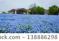 A hill full of nemophila flowers 138886298
