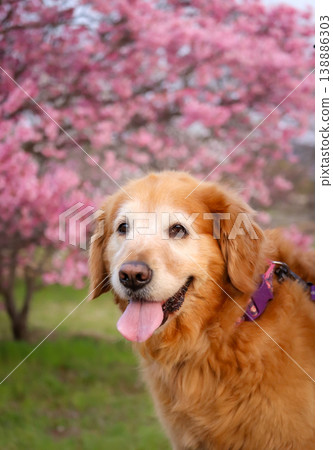 Golden Retriever and cherry Golden Retriever and cherry 138886303