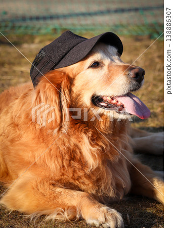 A Golden Retriever wearing a hat 138886307