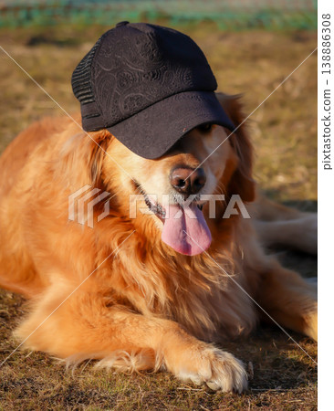 A Golden Retriever wearing a hat 138886308
