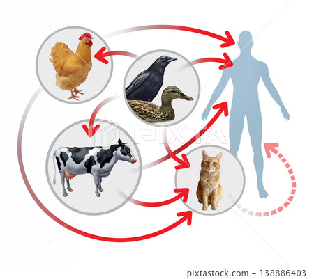 H5N1 Bird Flu Spread H5N1 Bird Flu Spread 138886403