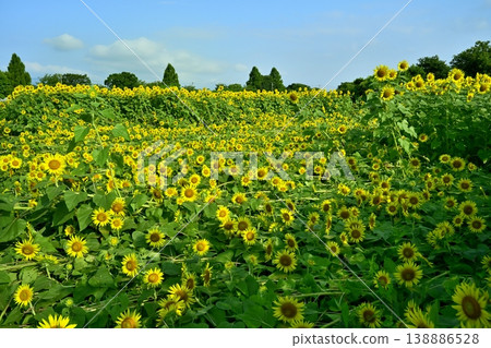 在座間市座間地區的一片向日葵田,儘管被強風吹倒,仍然盛開。 在座間市座間地區的一片向日葵田,儘管被強風吹倒,仍然盛開。 138886528