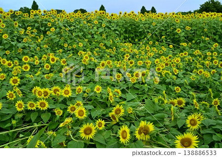 A field of sunflowers in the Zama area of Zama City that bloomed despite being knocked down by strong winds. A field of sunflowers in the Zama area of Zama City that bloomed despite being knocked down by strong winds. 138886533