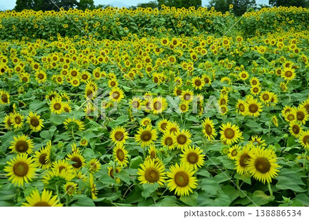 A field of sunflowers in the Zama area of Zama City that bloomed despite being knocked down by strong winds. A field of sunflowers in the Zama area of Zama City that bloomed despite being knocked down by strong winds. 138886534