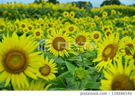 A field of sunflowers in the Zama area of Zama City that bloomed despite being knocked down by strong winds. A field of sunflowers in the Zama area of Zama City that bloomed despite being knocked down by strong winds. 138886540