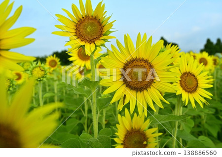Sunflower fields in the Zama area of Zama City Sunflower fields in the Zama area of Zama City 138886560