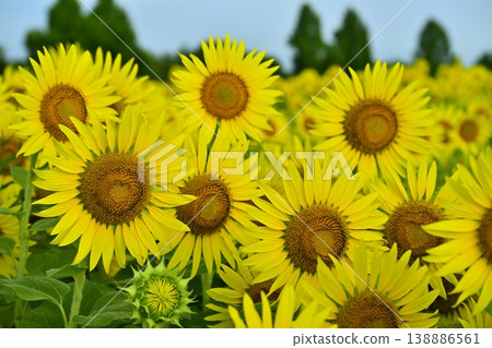 Sunflower fields in the Zama area of Zama City Sunflower fields in the Zama area of Zama City 138886561