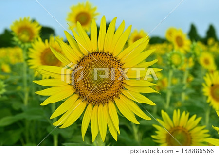 Sunflower fields in the Zama area of Zama City Sunflower fields in the Zama area of Zama City 138886566