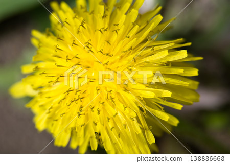 Bright Yellow Dandelion Macro Close Up Flower Head Showing Petal and Stamen Detail in Nature 138886668