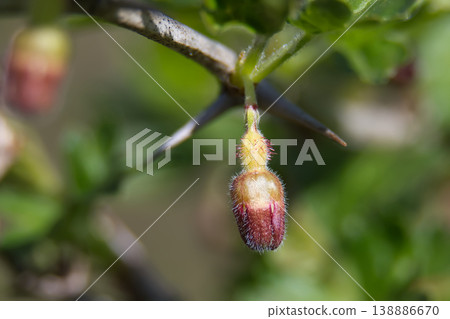 Close-up of a fuzzy gooseberry bud with sharp thorns on a branch Close-up of a fuzzy gooseberry bud with sharp thorns on a branch 138886670