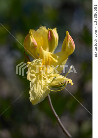 Azalea Azalea 138886681