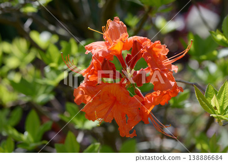Azalea Azalea 138886684