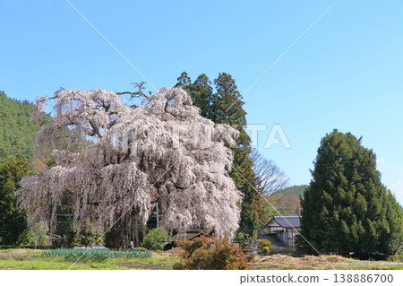 Misato Kitakogura's weeping cherry tree Azumino City 138886700