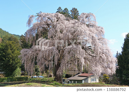 北小美里的垂枝櫻花安zu野市 北小美里的垂枝櫻花安zu野市 138886702