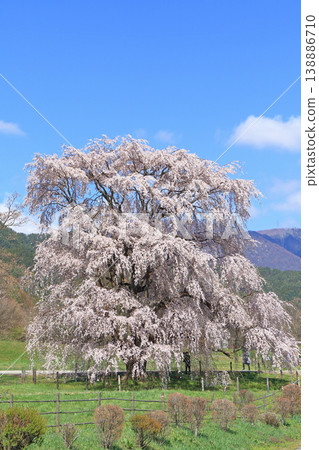 岩原大垂枝櫻花樹,堀兼,安曇野市 岩原大垂枝櫻花樹,堀兼,安曇野市 138886710