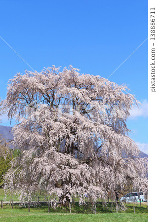 岩原大垂枝櫻花樹,堀兼,安曇野市 岩原大垂枝櫻花樹,堀兼,安曇野市 138886711