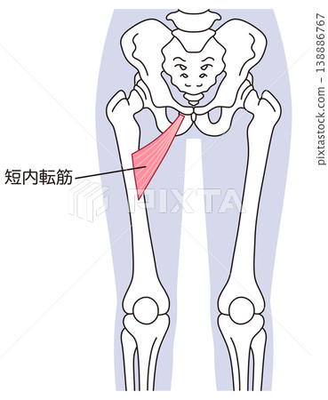 Adductor brevis muscle; adductor muscle group; thigh muscle 138886767